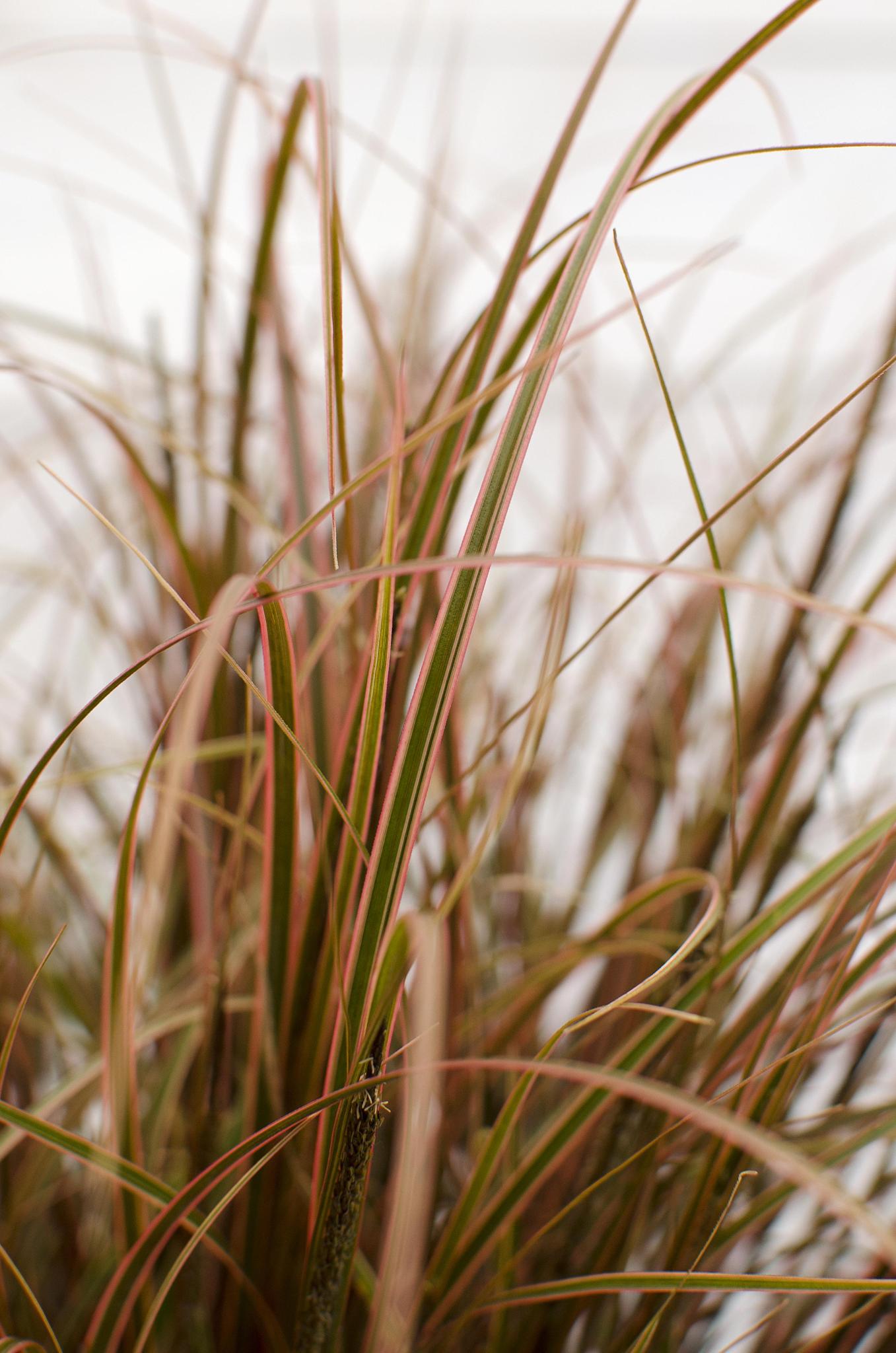 Uncinia rubra Everflame - Ø14 - ?30cm