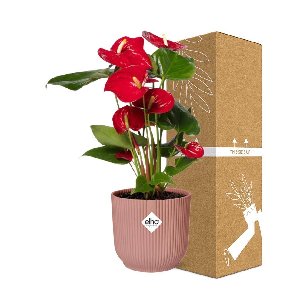 Anthurium Rot 12cm in ELHO Vibes Fold 14cm rosa