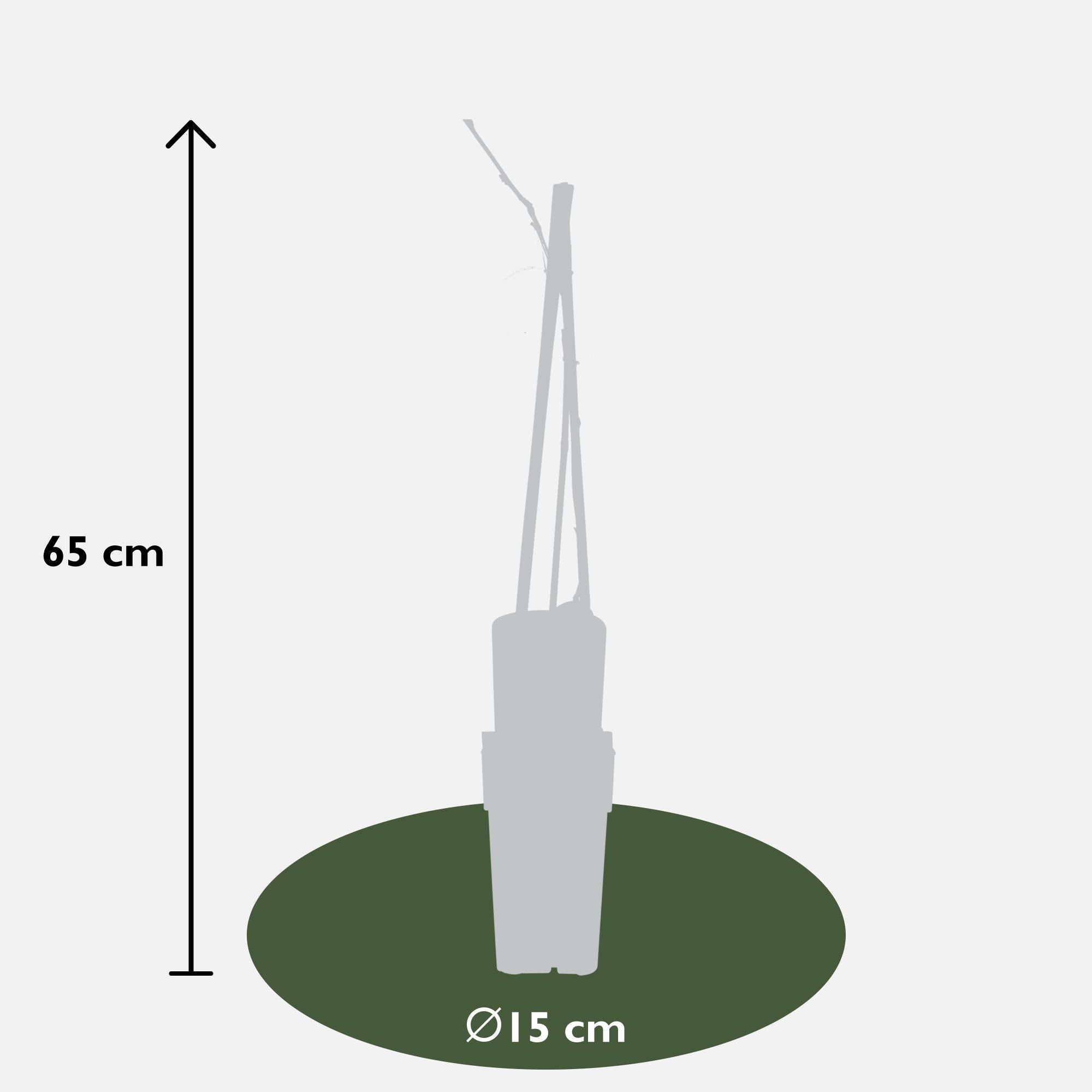 Blauweregen floribunda 'Naga Noda' - Paarse regen