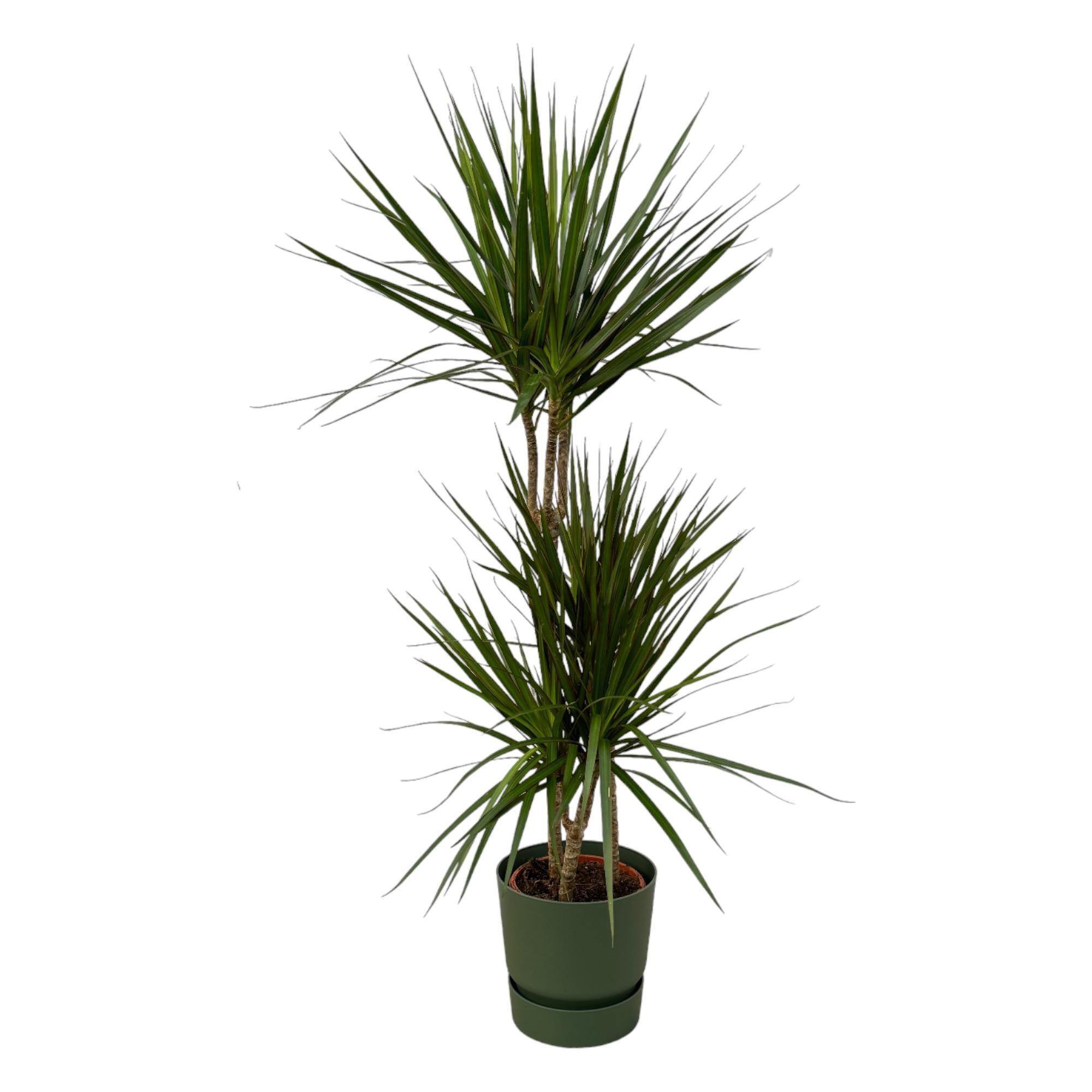 Dracaena Marginata - ?120cm - Ø21cm inclusief elho Greenville Rond groen D24xH23
