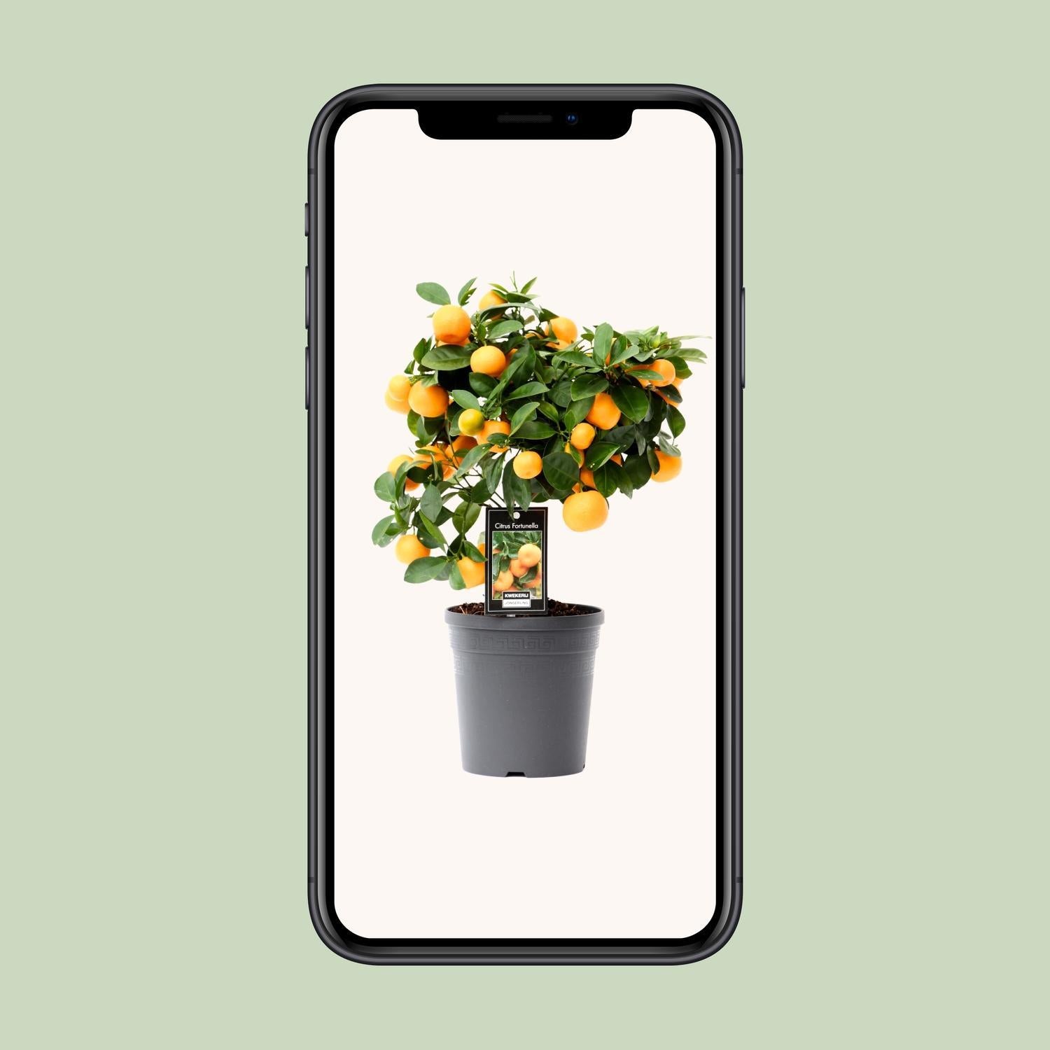 Zitrus-Calamondin - Ø15cm - ↕40cm