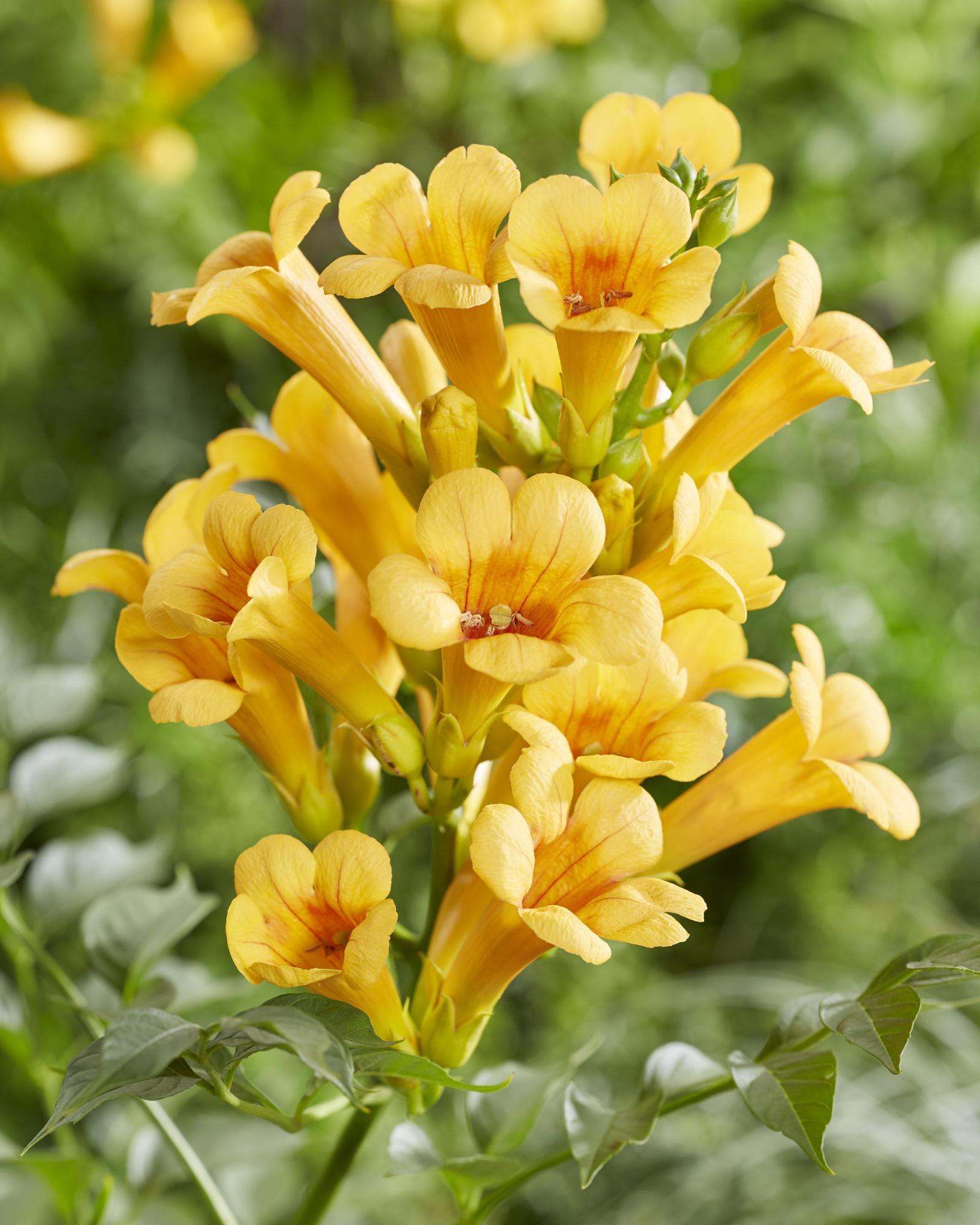 2x - Campsis Summer Jazz 'Gouden Trompet' - ?65cm - Ø15