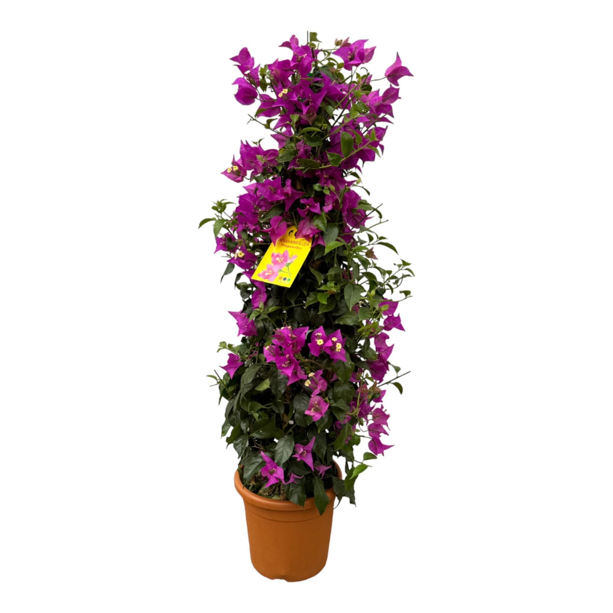 Bougainvillea Pyramide - 80 cm - Ø17cm