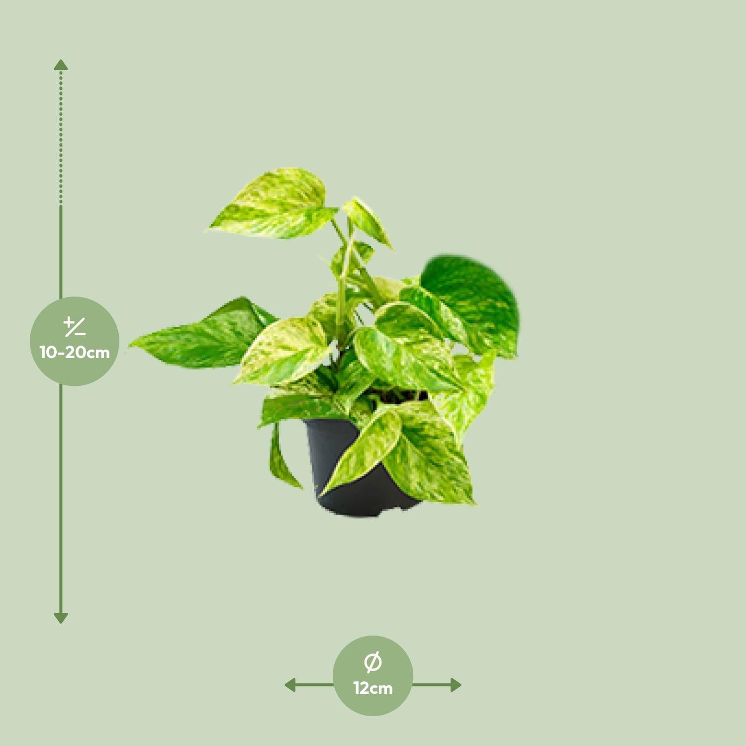 Epipremnum Marmeren Koningin - Ø12 - ?15cm