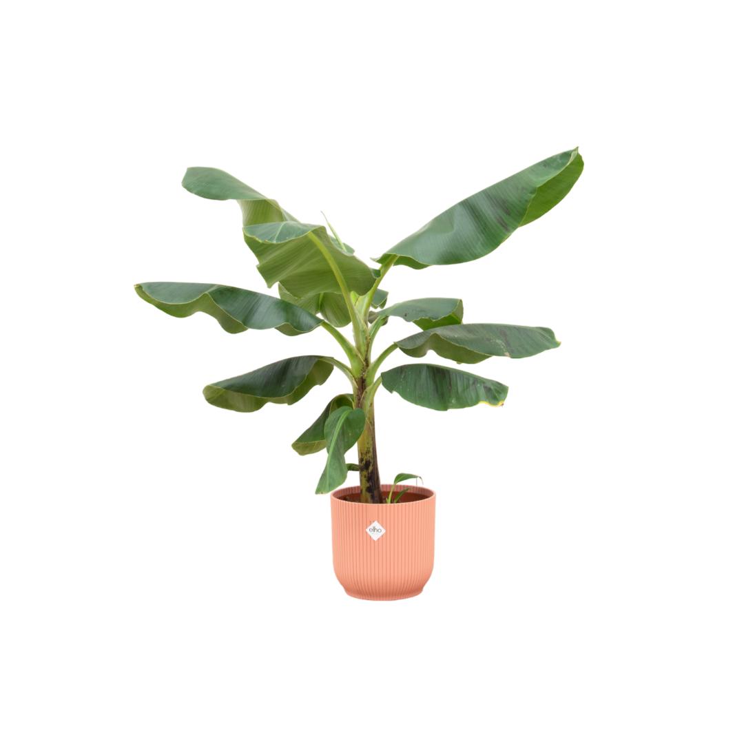 Combi deal - Bananenplant (Musa) inclusief elho Vibes Fold Rond roze Ø22 - 100 cm