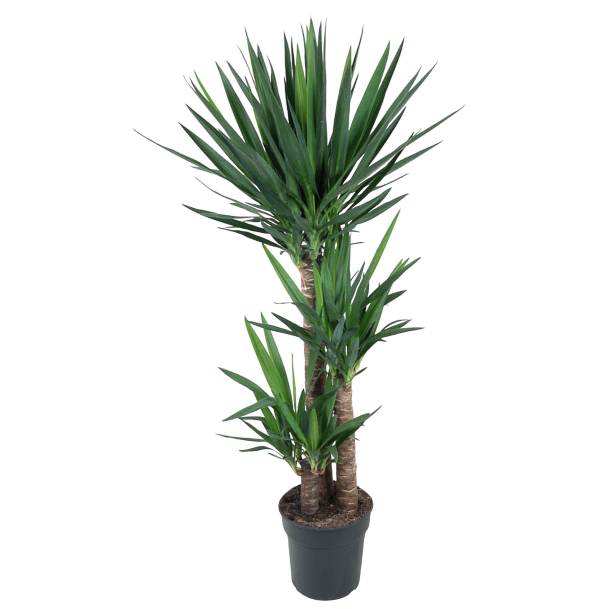 Yucca Olifantspoot - 140 cm - ø27