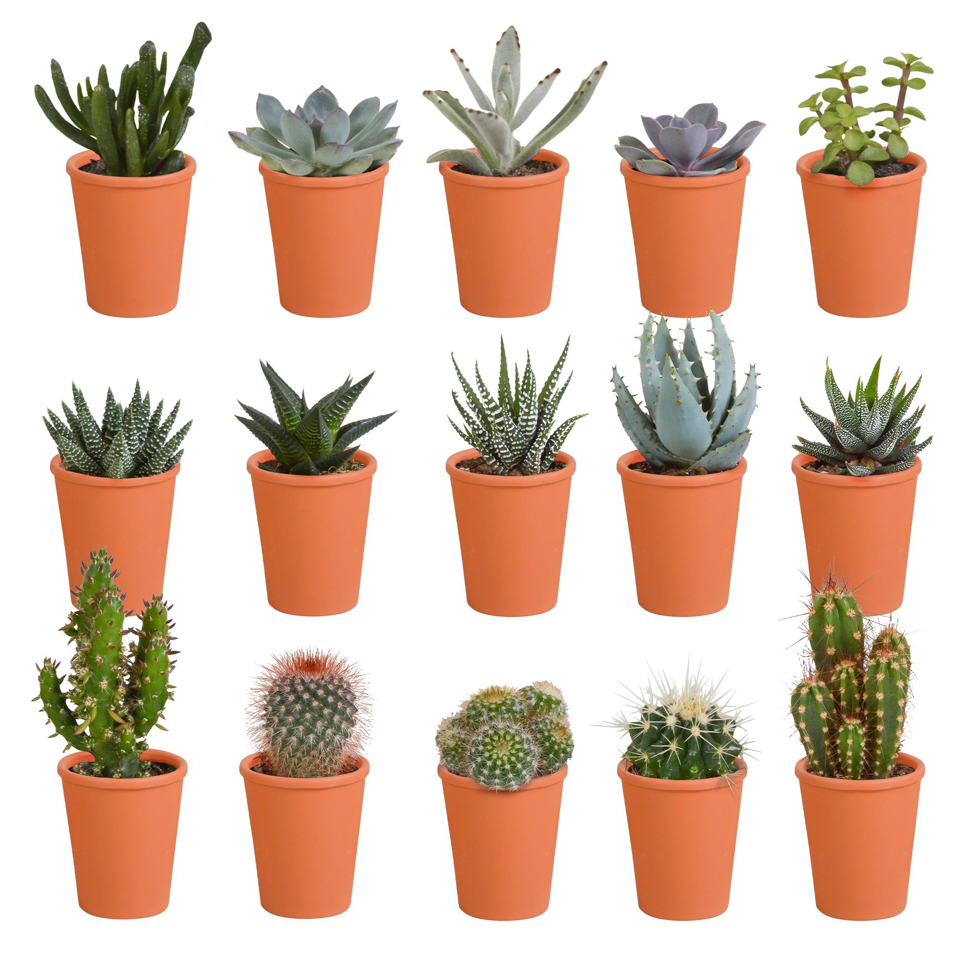 Cactus en vetplantenmix 5,5 cm | 15 stuks - in terracotta pot