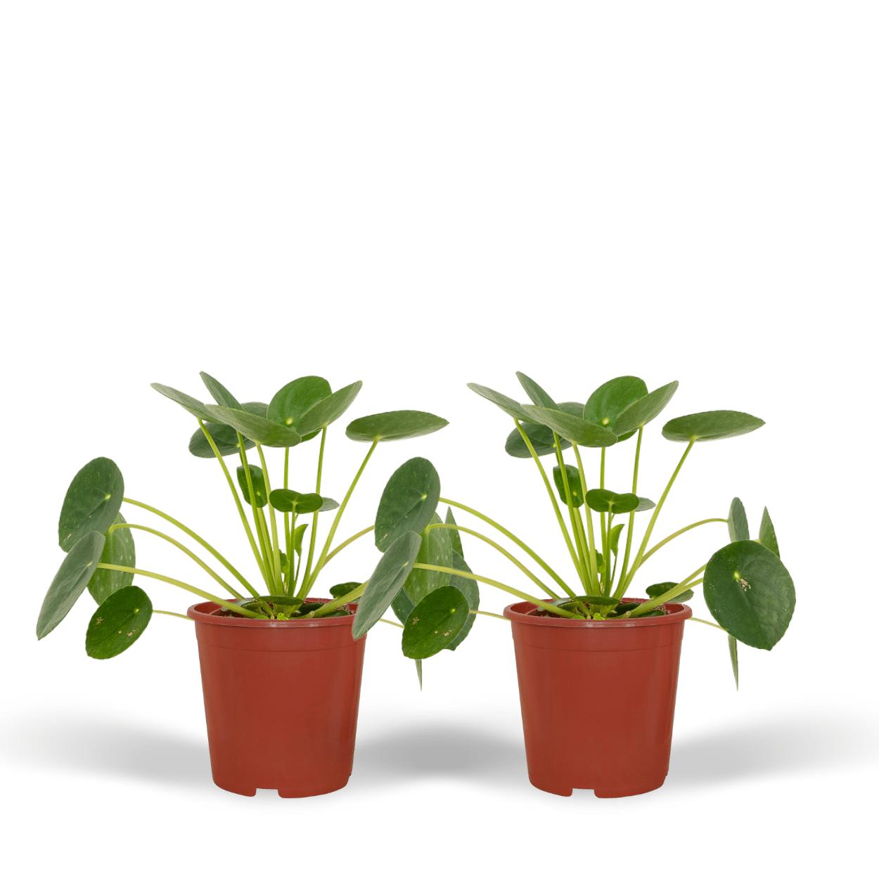 2x Pilea Peperomiodes - Pannenkoekenplant - 20cm - ø12