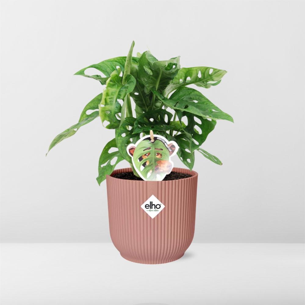 Monstera 'Monkey Leaf' in ELHO Vibes Fold 14cm roze