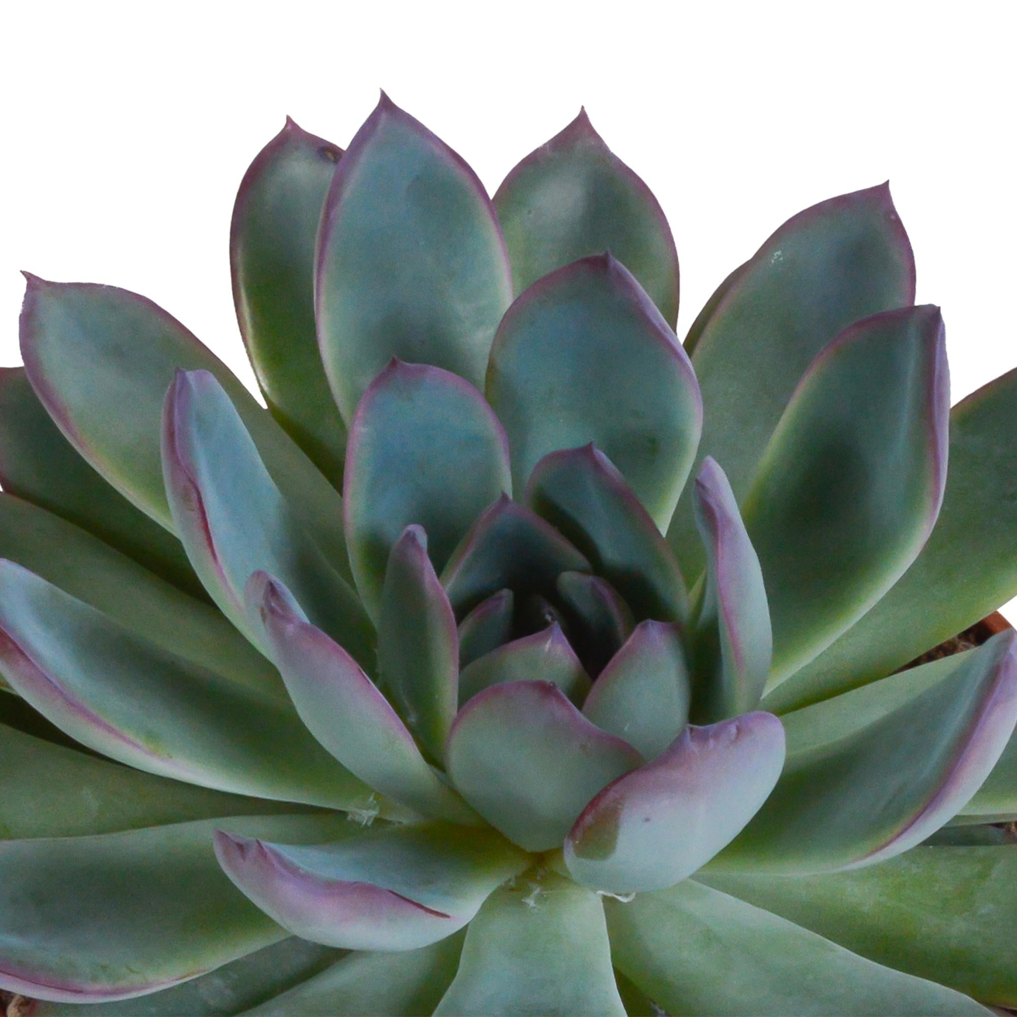 Echeveria-Mix 10,5 cm – 3x – im zweiten Topf