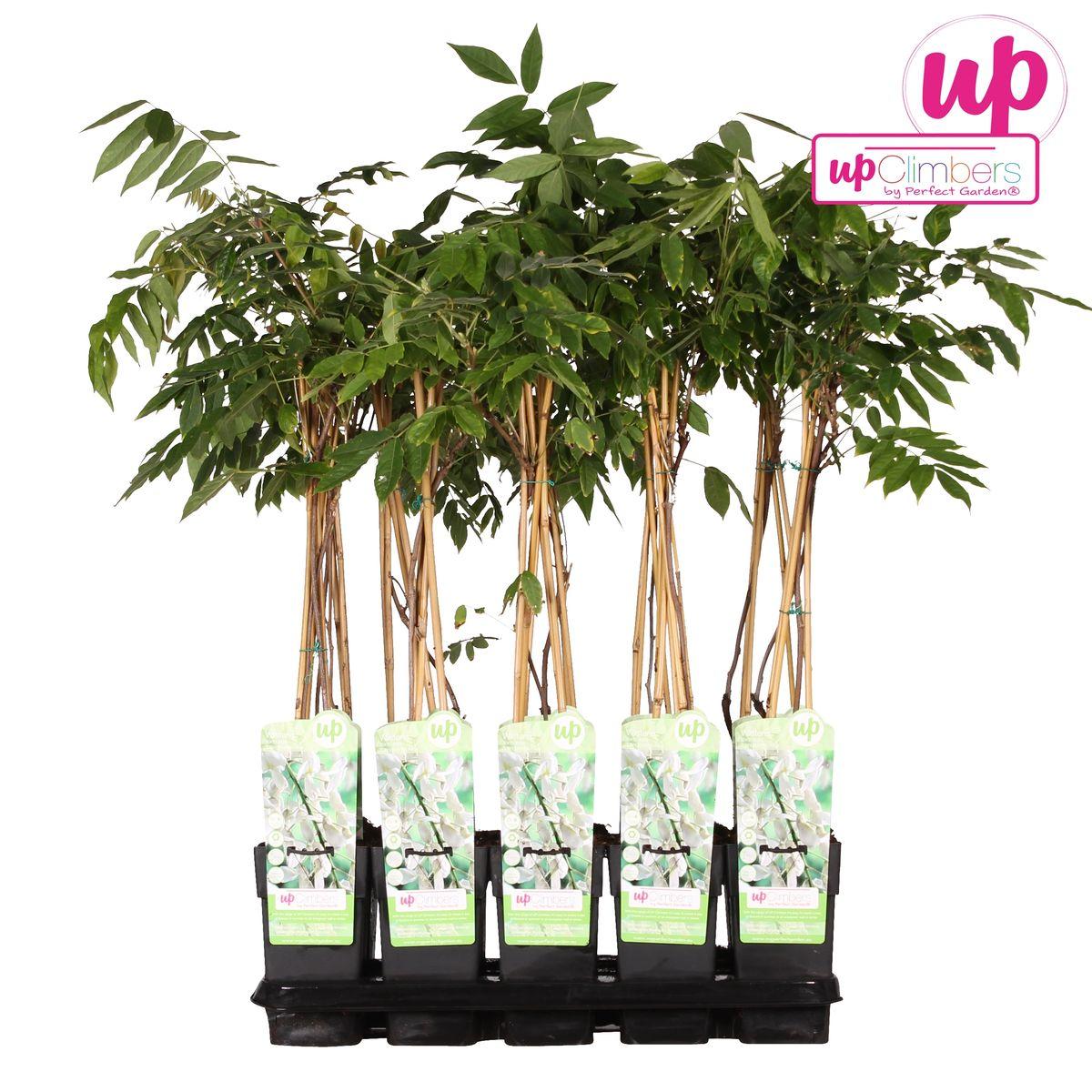 Wisteria floribunda Alba- Witte regen