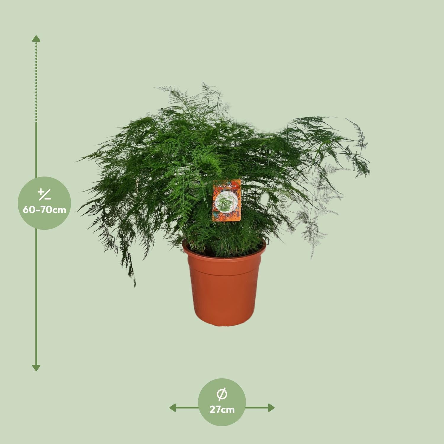 Spargel Setaceus - Ø27cm - ↕70cm