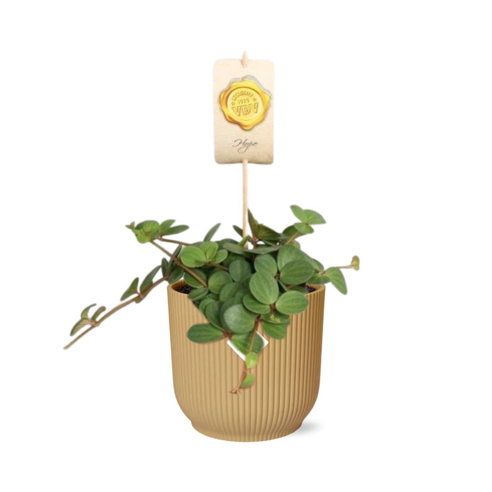 Peperomia 'Hope' in ELHO Vibes Fold 14cm geel
