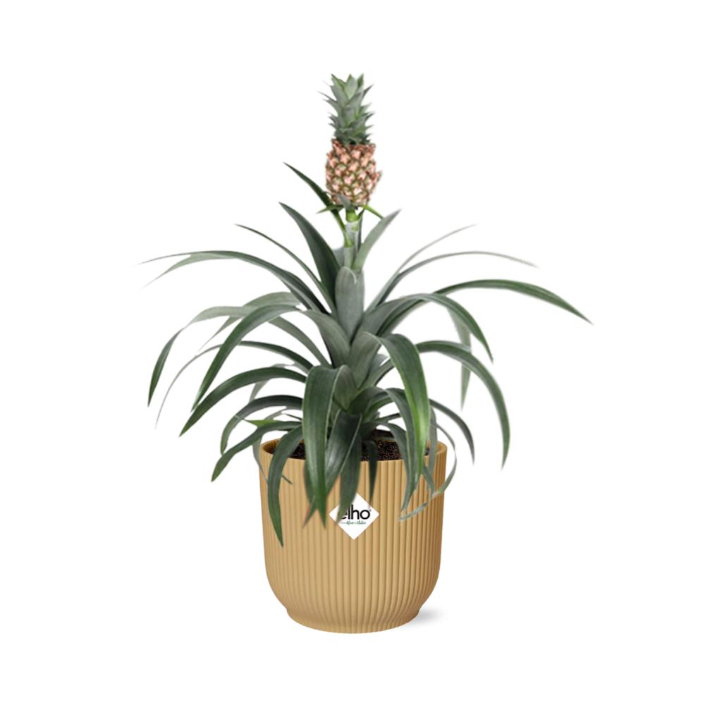 Ananas Mi Amigo in ELHO Vibes Fold 14cm geel