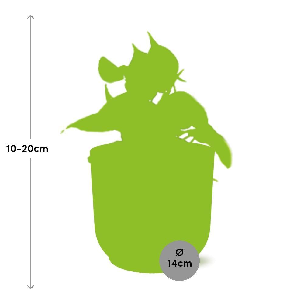 Philodendron Scandens 'Brasil' in ELHO Vibes Fold 14cm geel