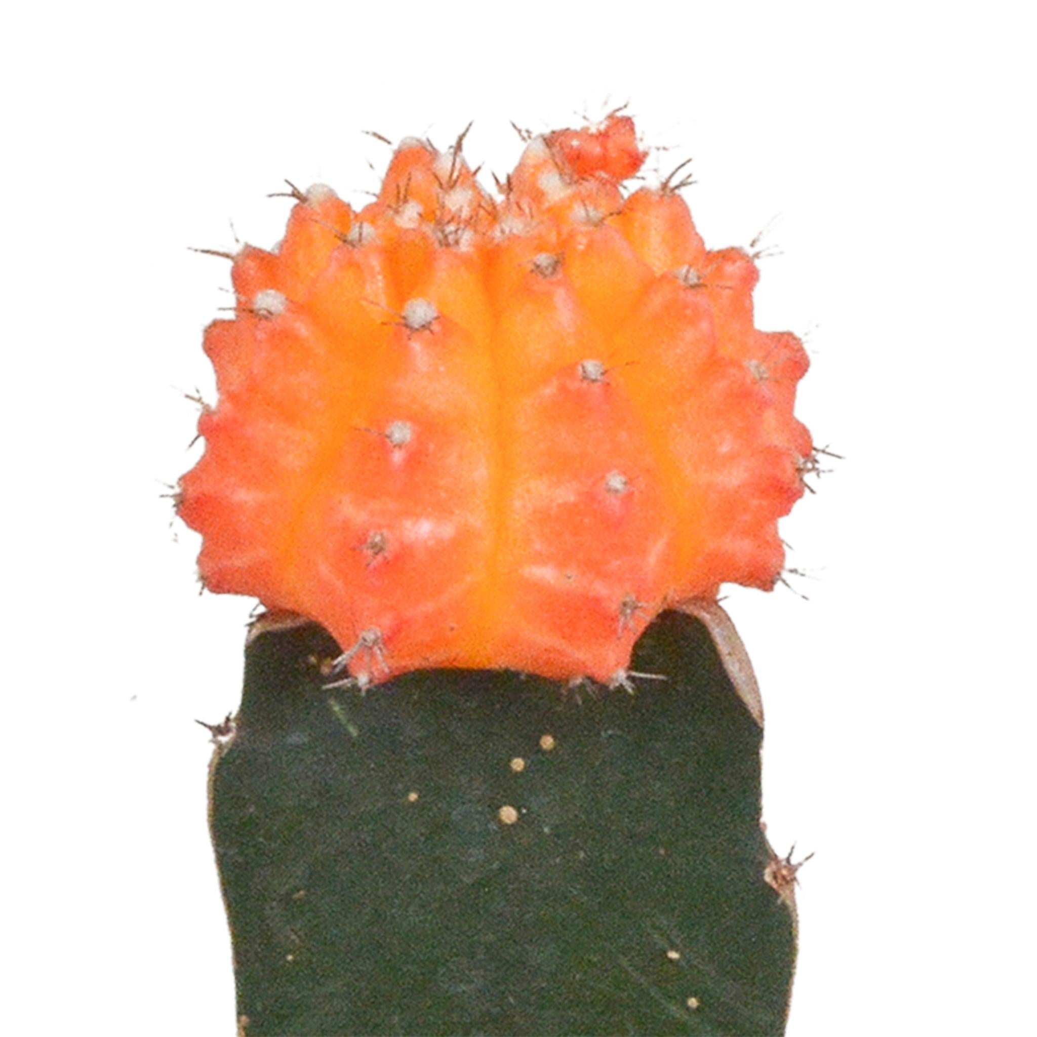 Euphorbia meloformis variegata - Gymnocalycium-Mischung - 5,5cm - 3x