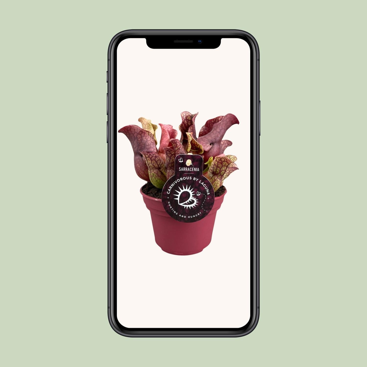 Sarracenia - Ø12cm - ↕20cm