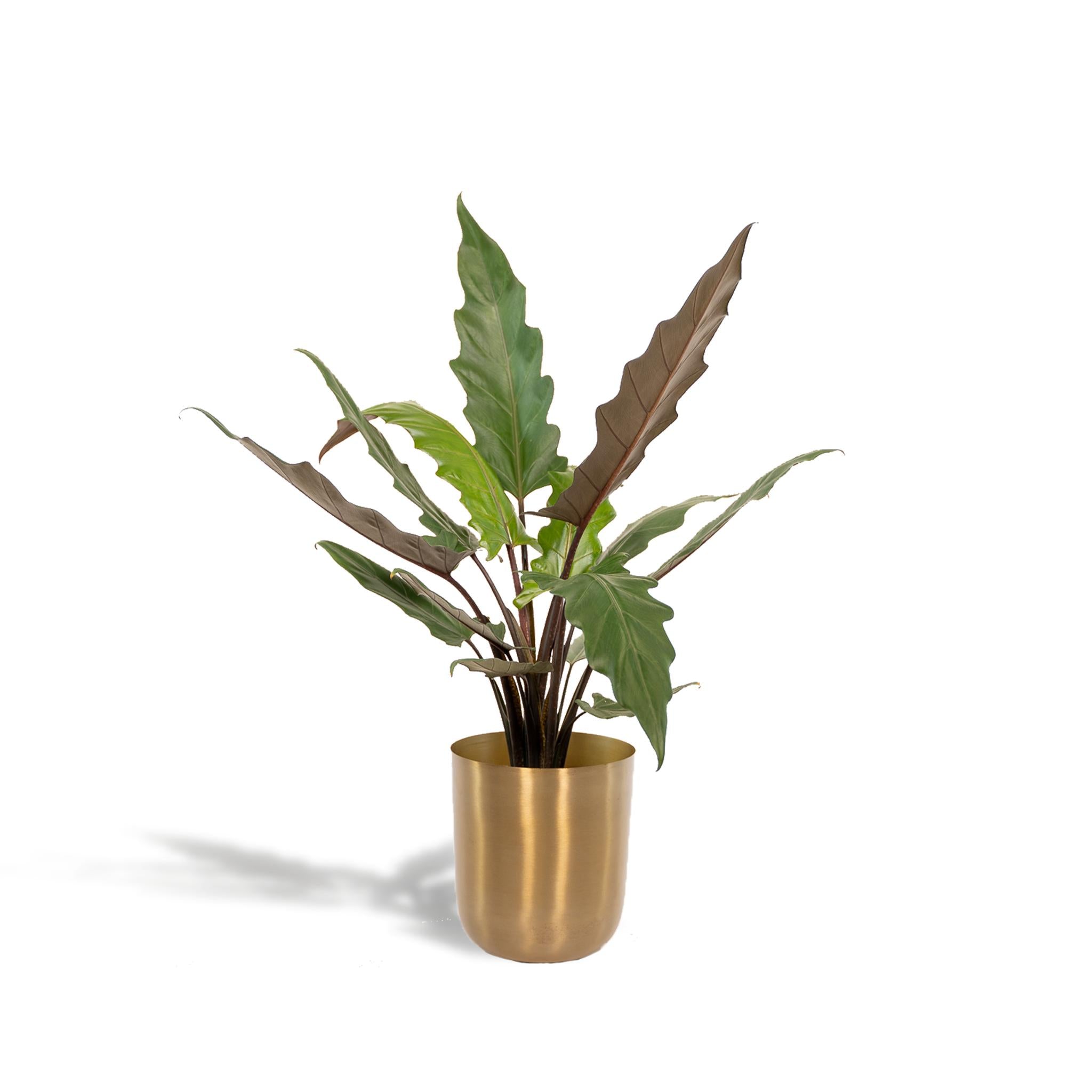 Alocasia Lauterbachiana - Ø19cm - ↕80cm + Pot Mayk Goud