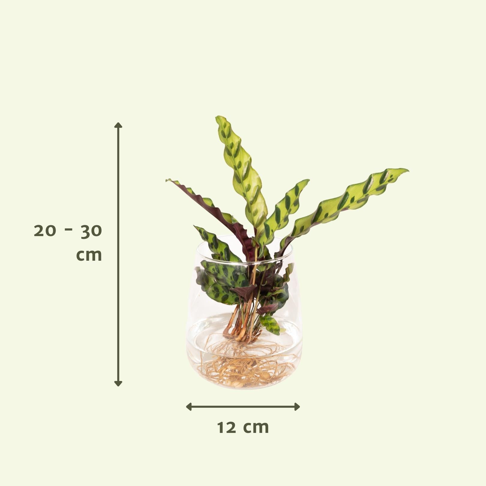 Calathea Insignis in Kingston glas - 30cm - ø12