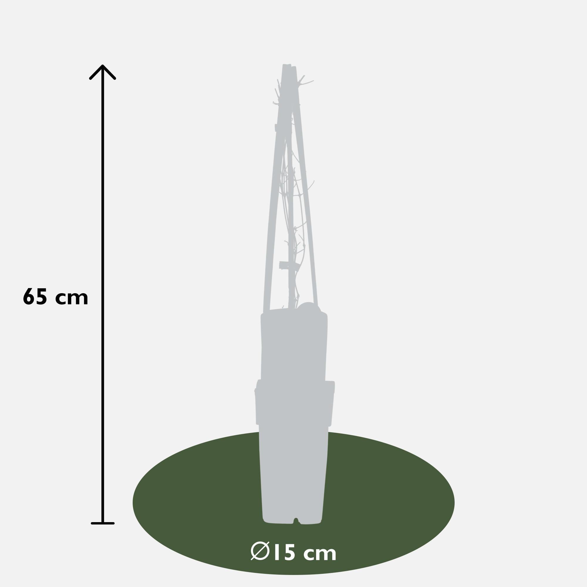 3x - Clematis Nelly Moser - ?65cm - Ø15