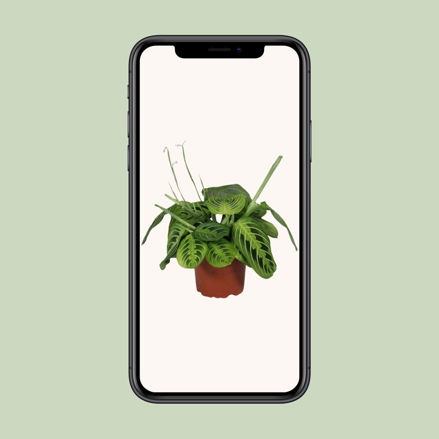 Maranta Leuconeura Fascinator Citroen Limoen - Ø12cm - ↕30cm