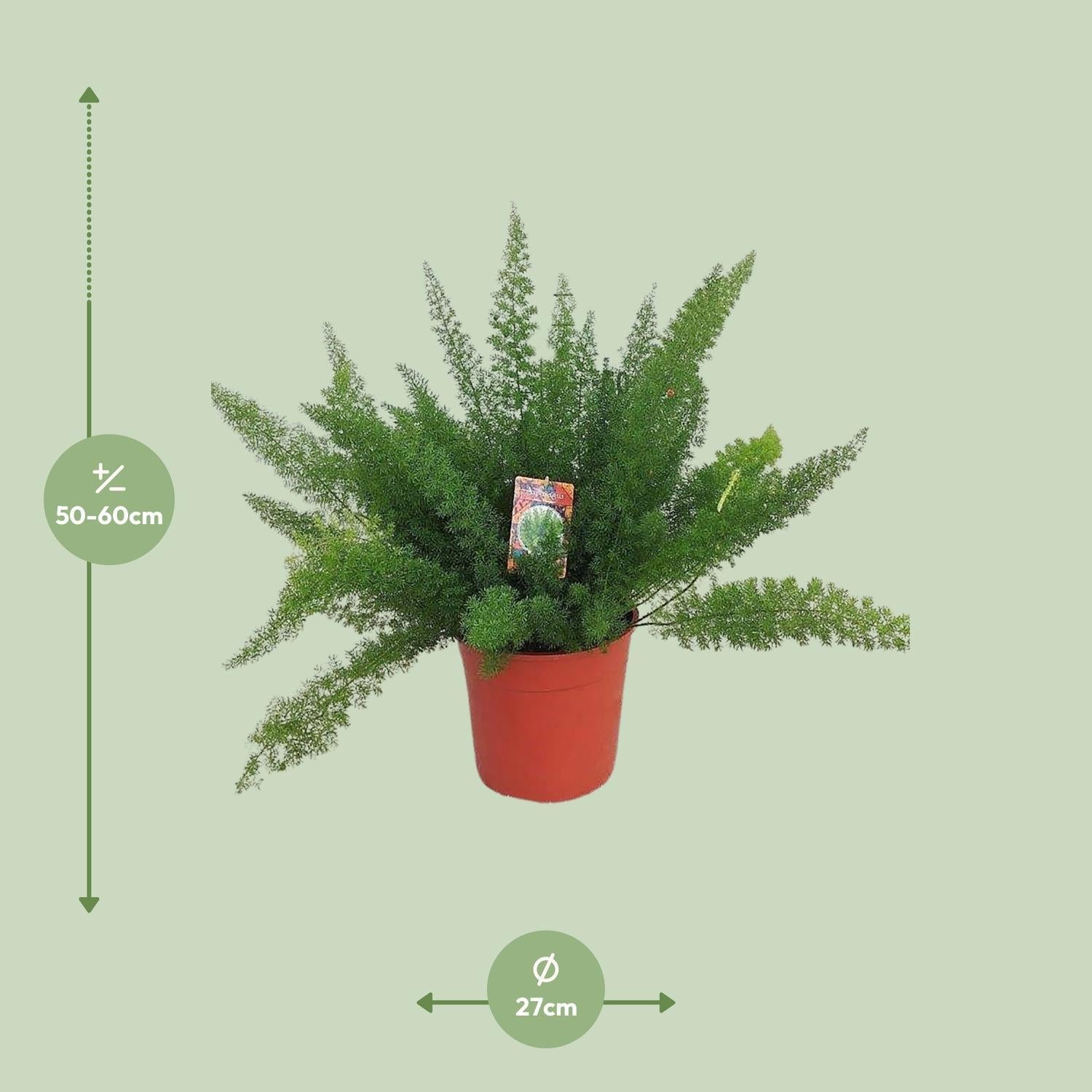 Spargel D. Meyers - Ø27cm - ↕60cm