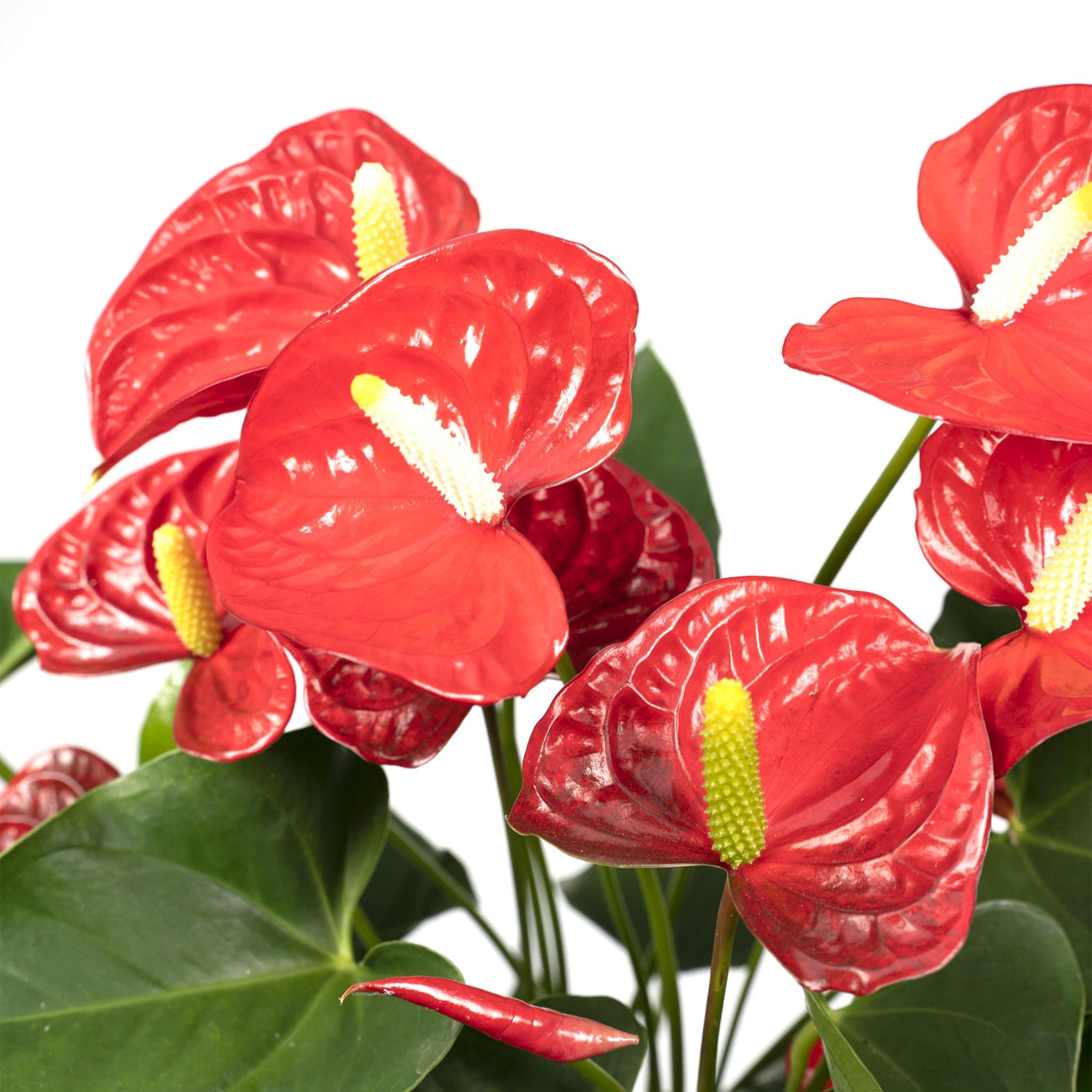 Anthurium Nevada - Ø17 - ?55cm