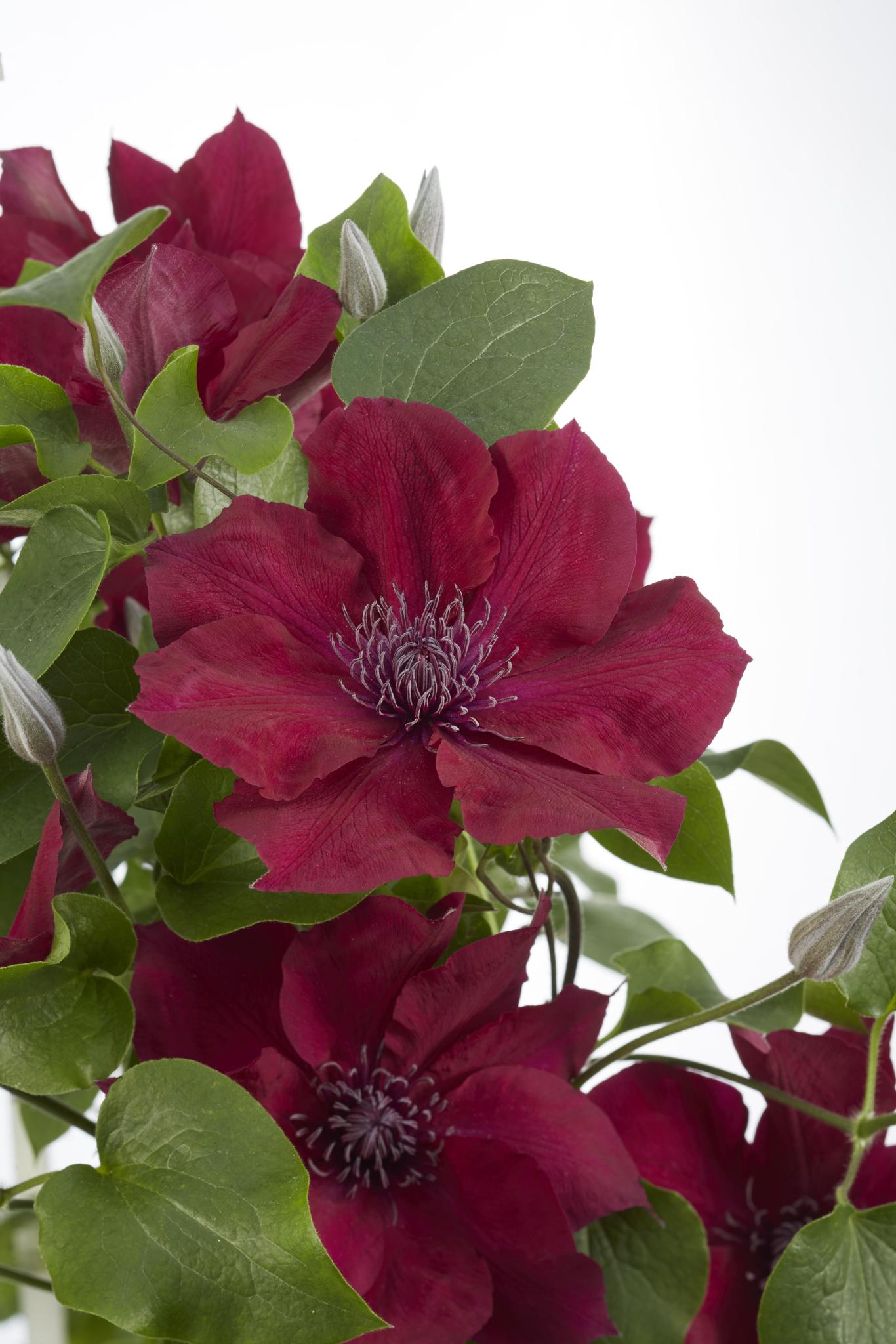 Clematis Nubia - Clematis Evison Rood - Ø15 - ?65cm