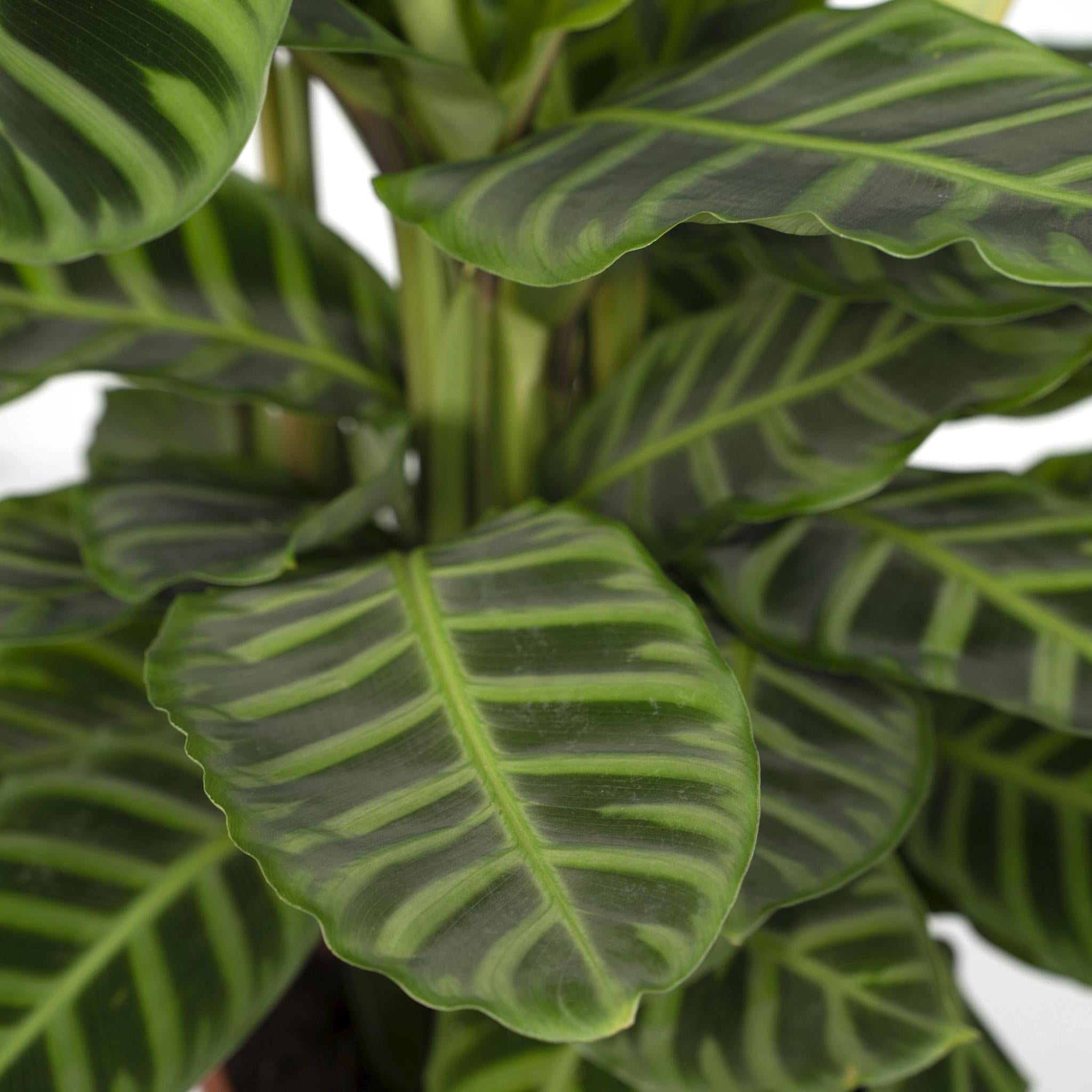 Calathea Zebrina - Pauwenpflanze - 80cm - Ø19