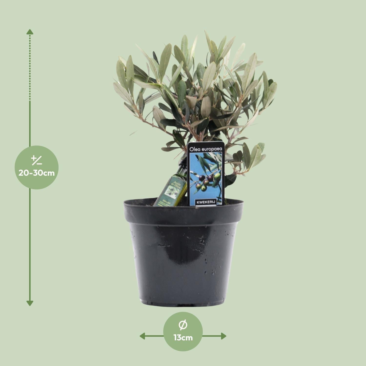 Olijf van de Olijf - Ø13cm - ↕25cm