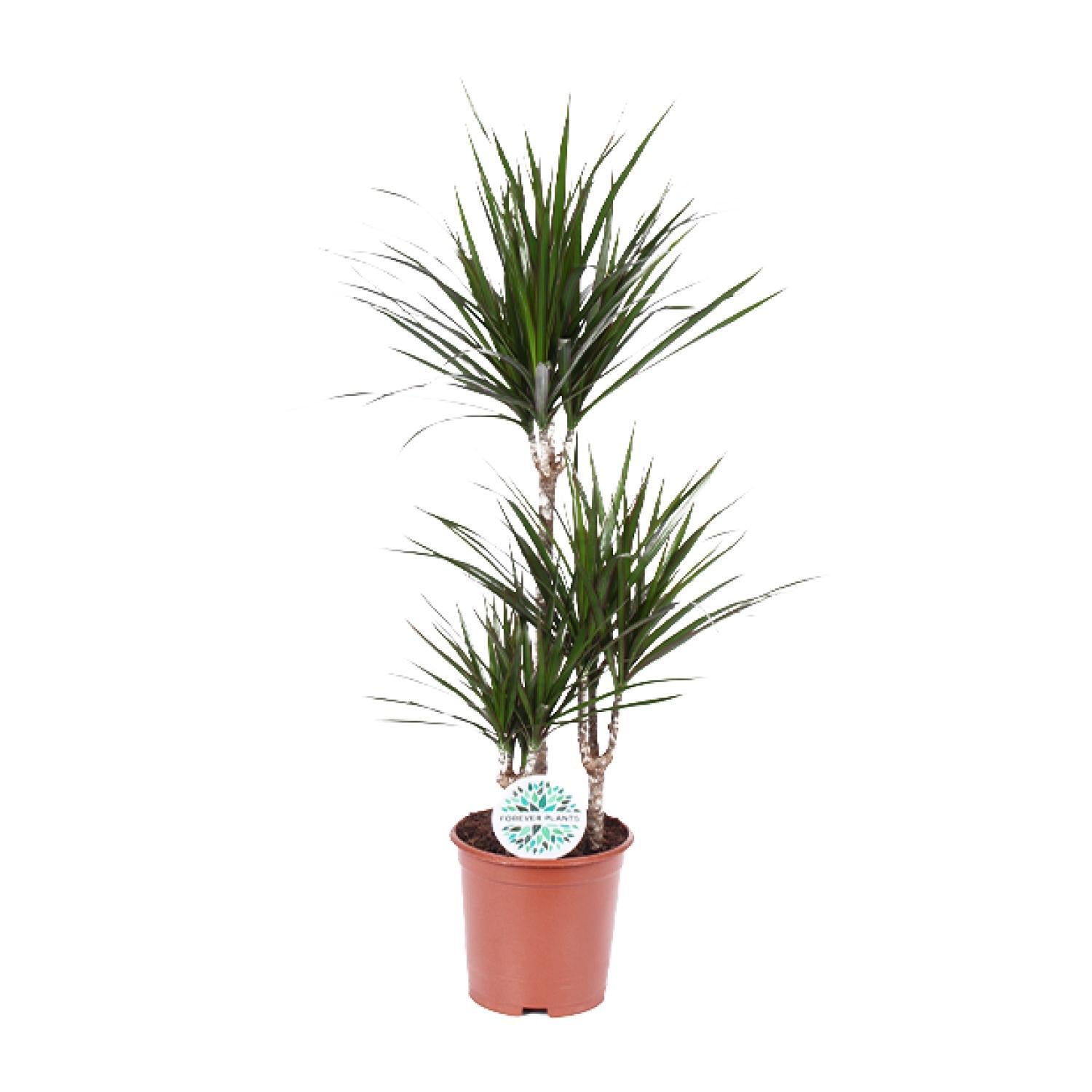 Dracaena Marginata - Ø21 - ?115cm