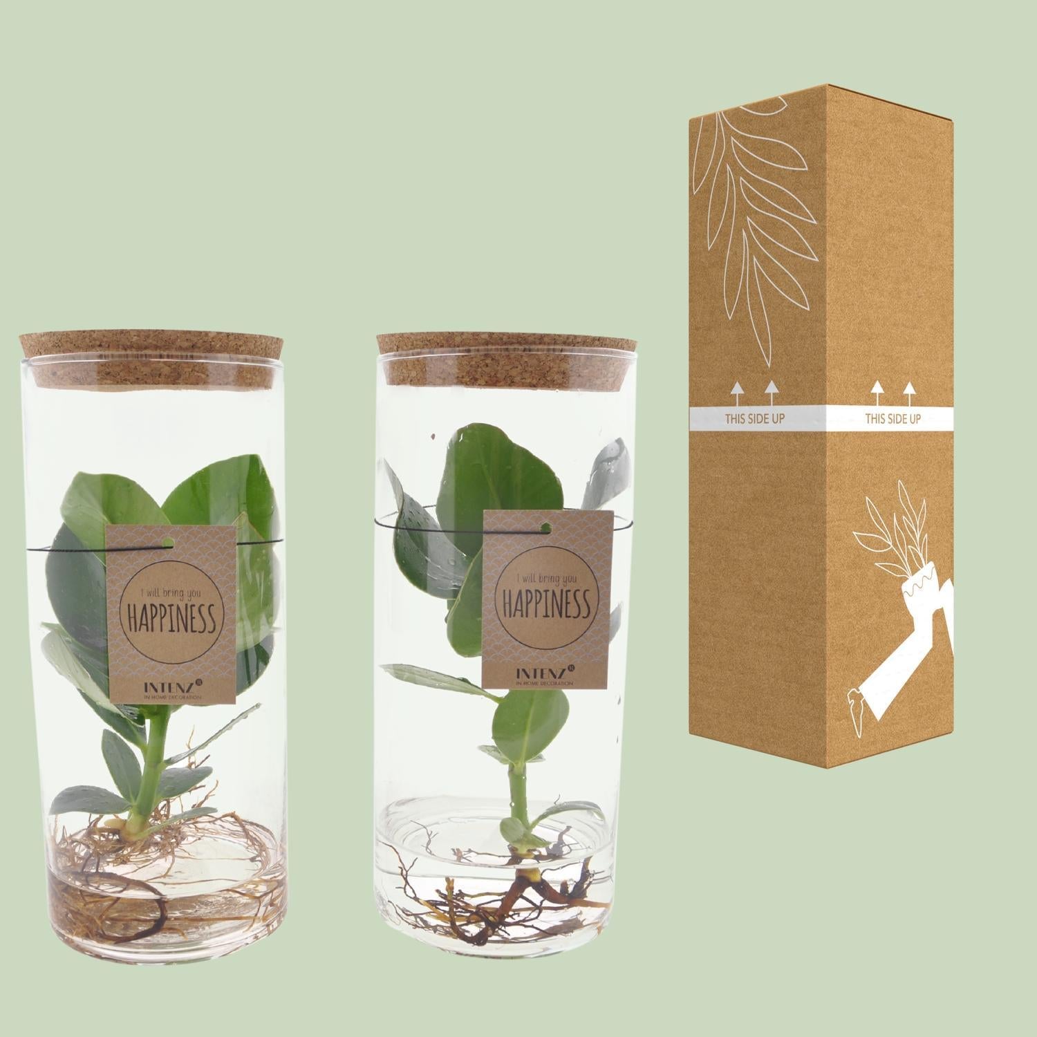 Clusia In Buis Glas M - Ø12cm - ↕30cm