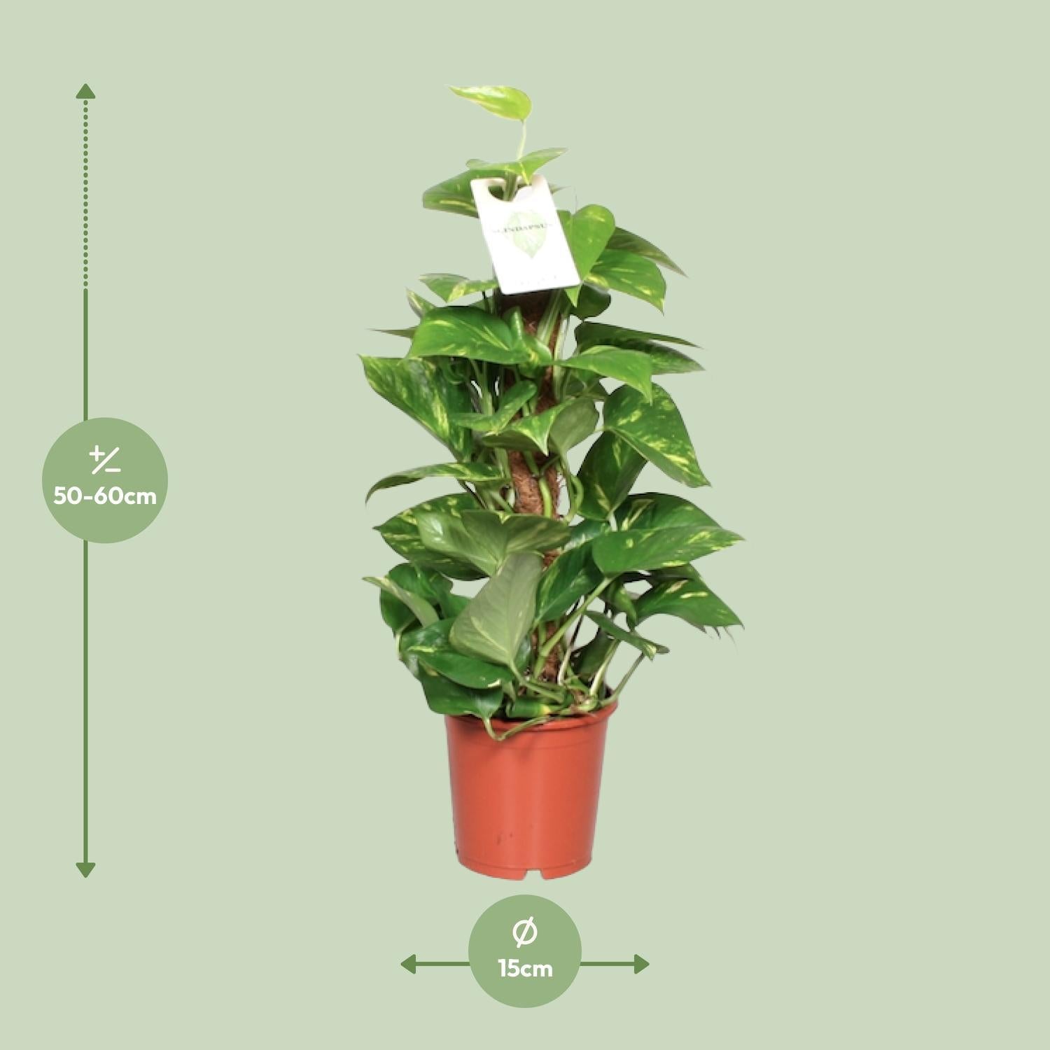 Epipremnum Pinnatum - Ø15 -?60cm