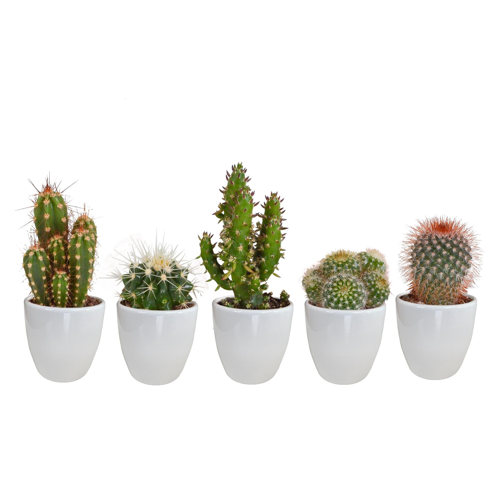 Cactusmix 5,5 cm - 5x - in witte pot
