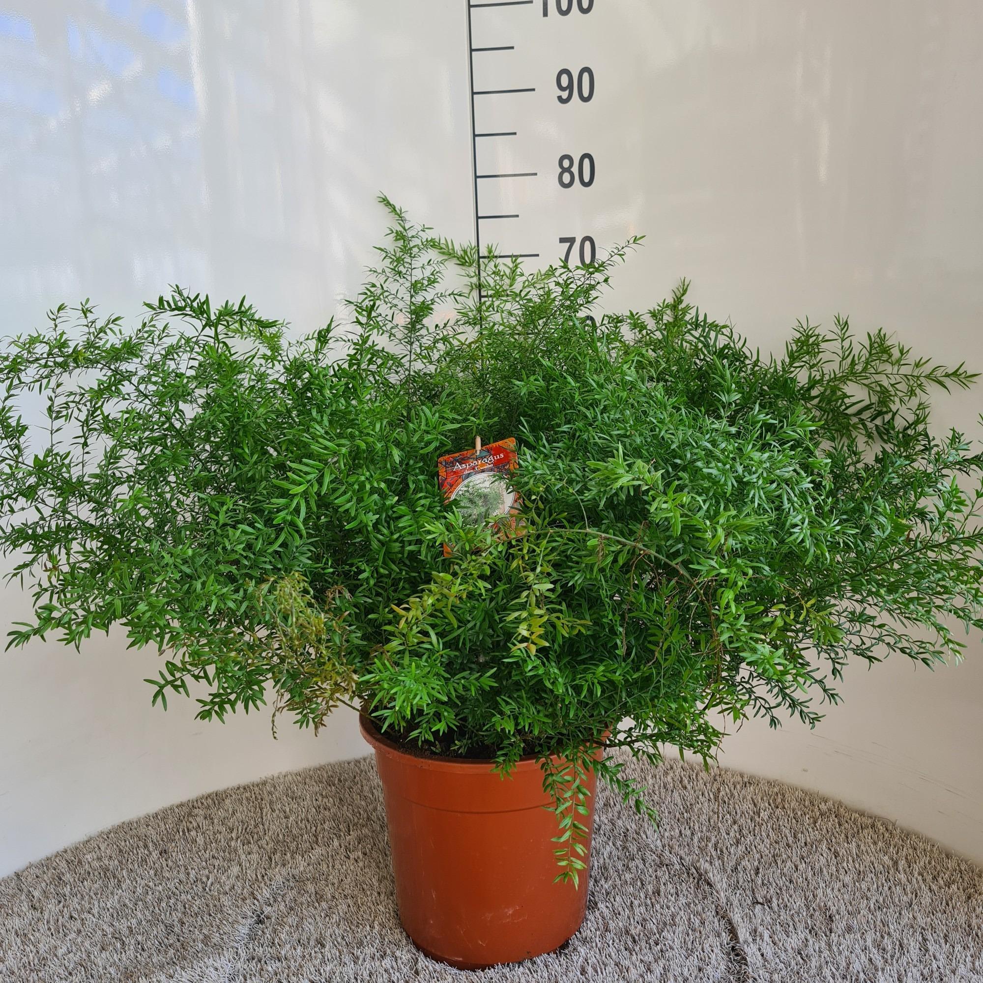 Asperge Densiflorus Cwebe - Ø27cm - ↕65cm