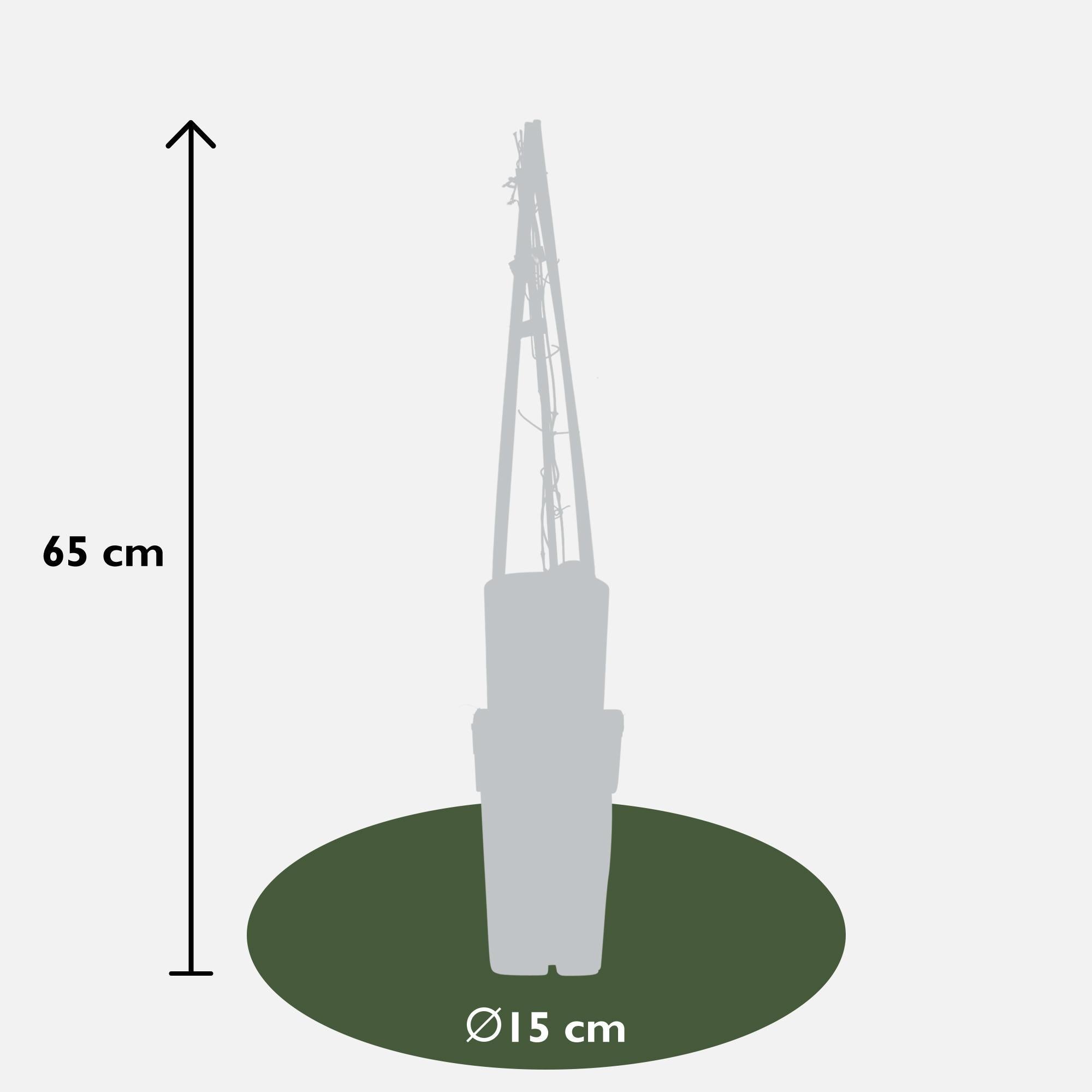 4x - Clematis Multi Blauw - ?65cm - Ø15
