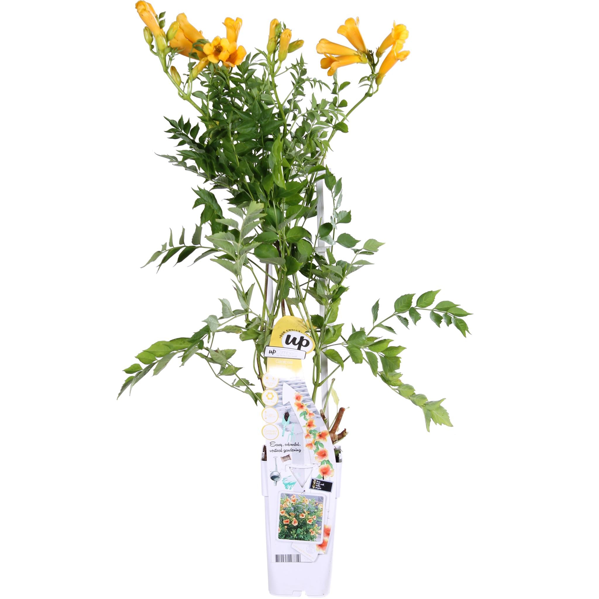 Campsis Summer Jazz 'Gold Trumpet' - Trompetbloem Geel