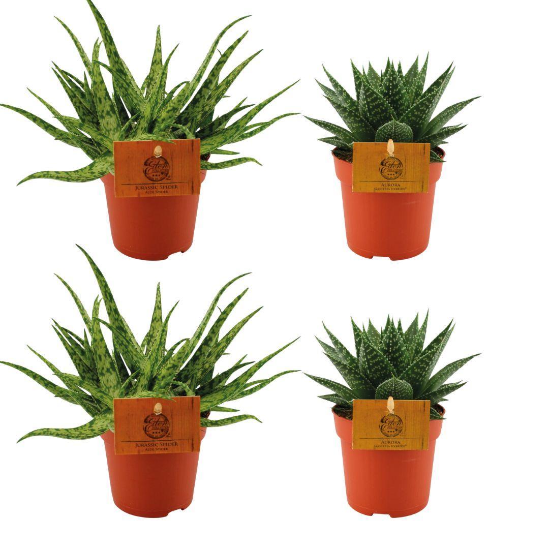 2x Aloë Spin + 2x Gasteria Hybride Aurora - 4 stuks - Ø10,5cm - ↕10cm
