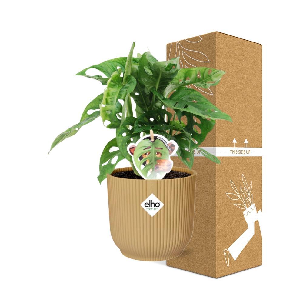 Monstera 'Monkey Leaf' in ELHO Vibes Fold 14cm geel