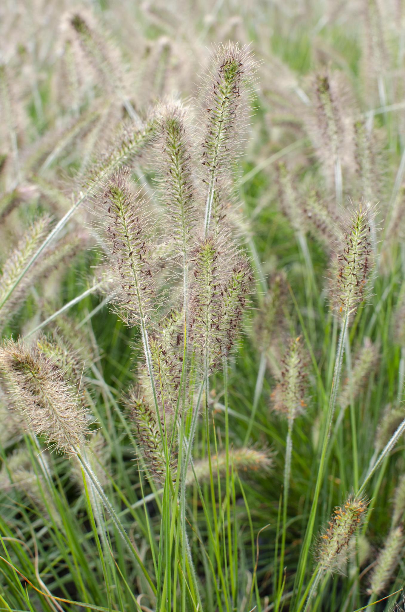 Pennisetum alopecuroides 'Hameln' - Ø14 -?30cm
