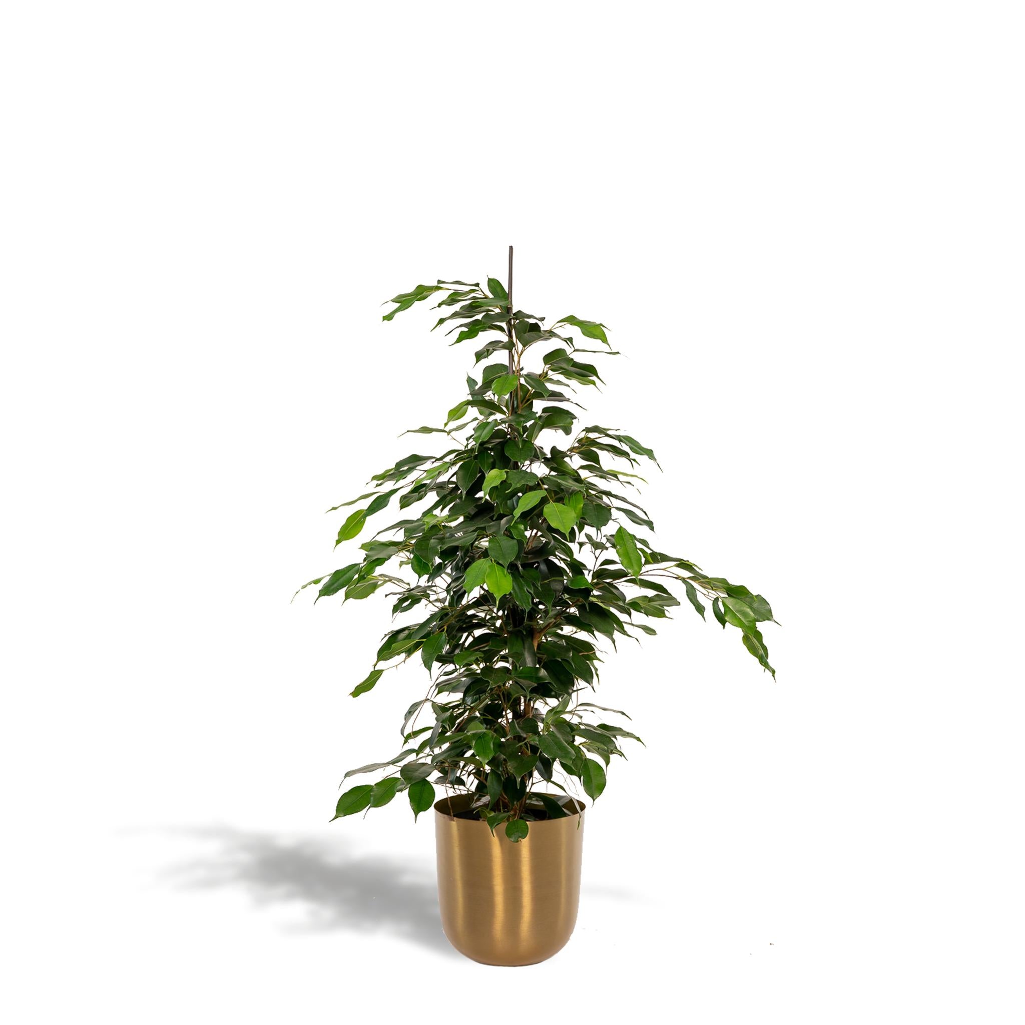 Ficus benjamina Danielle - Ø21cm - ↕95cm + Pot Mayk Goud