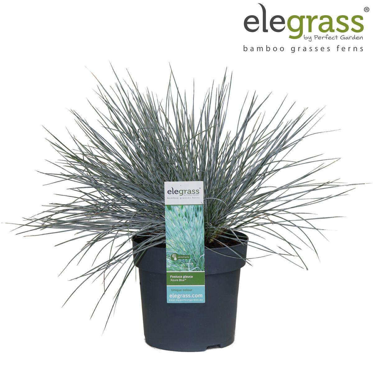 Festuca glauca Azura Blue - Ø14 - ?30cm