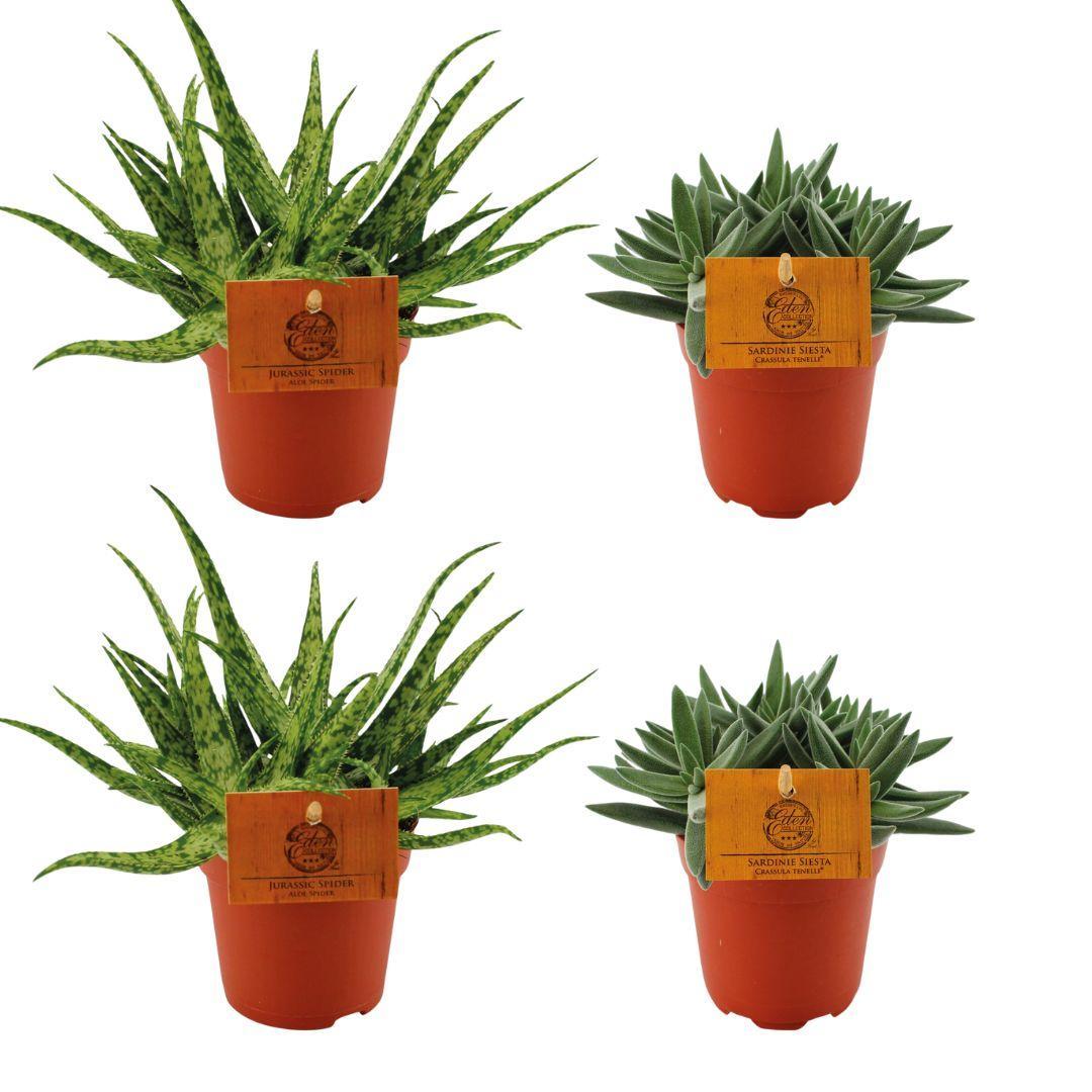 2x Aloë Spin + 2x Crassula Tenelli - 4 stuks - Ø10,5cm - ↕10cm