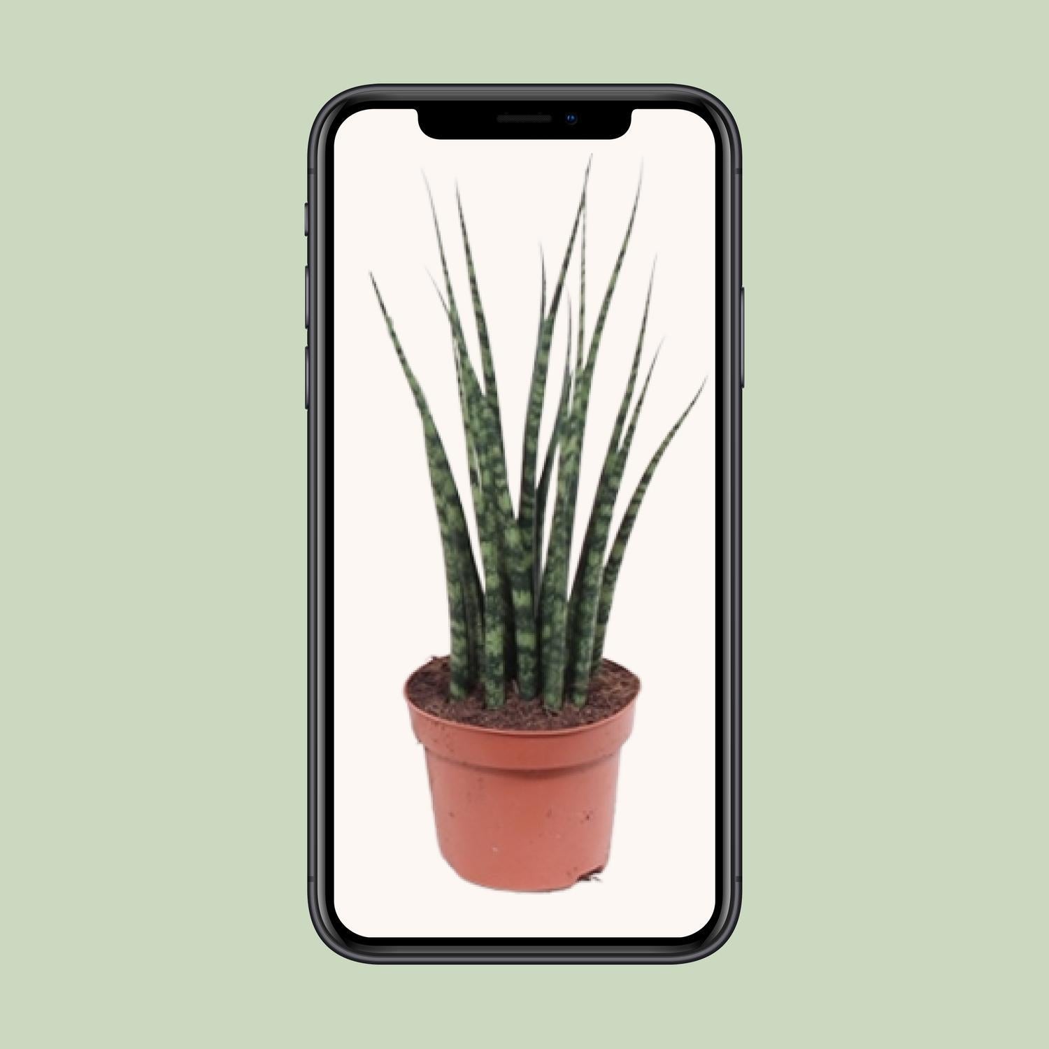 Sansevieria Varenhout Mikado - Ø12cm - ↕40cm