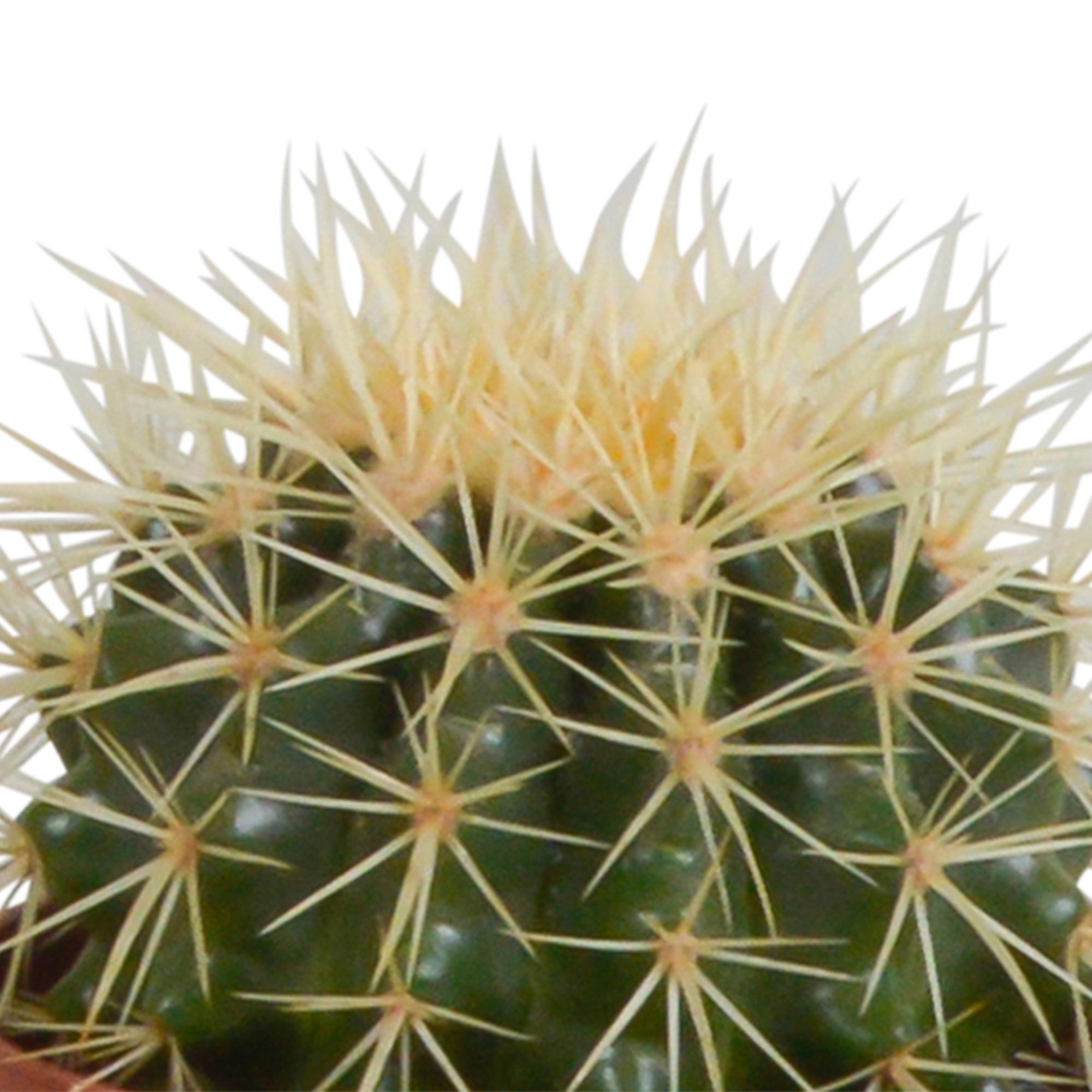 Cactusmix 10,5 cm - 3x - zonder pot
