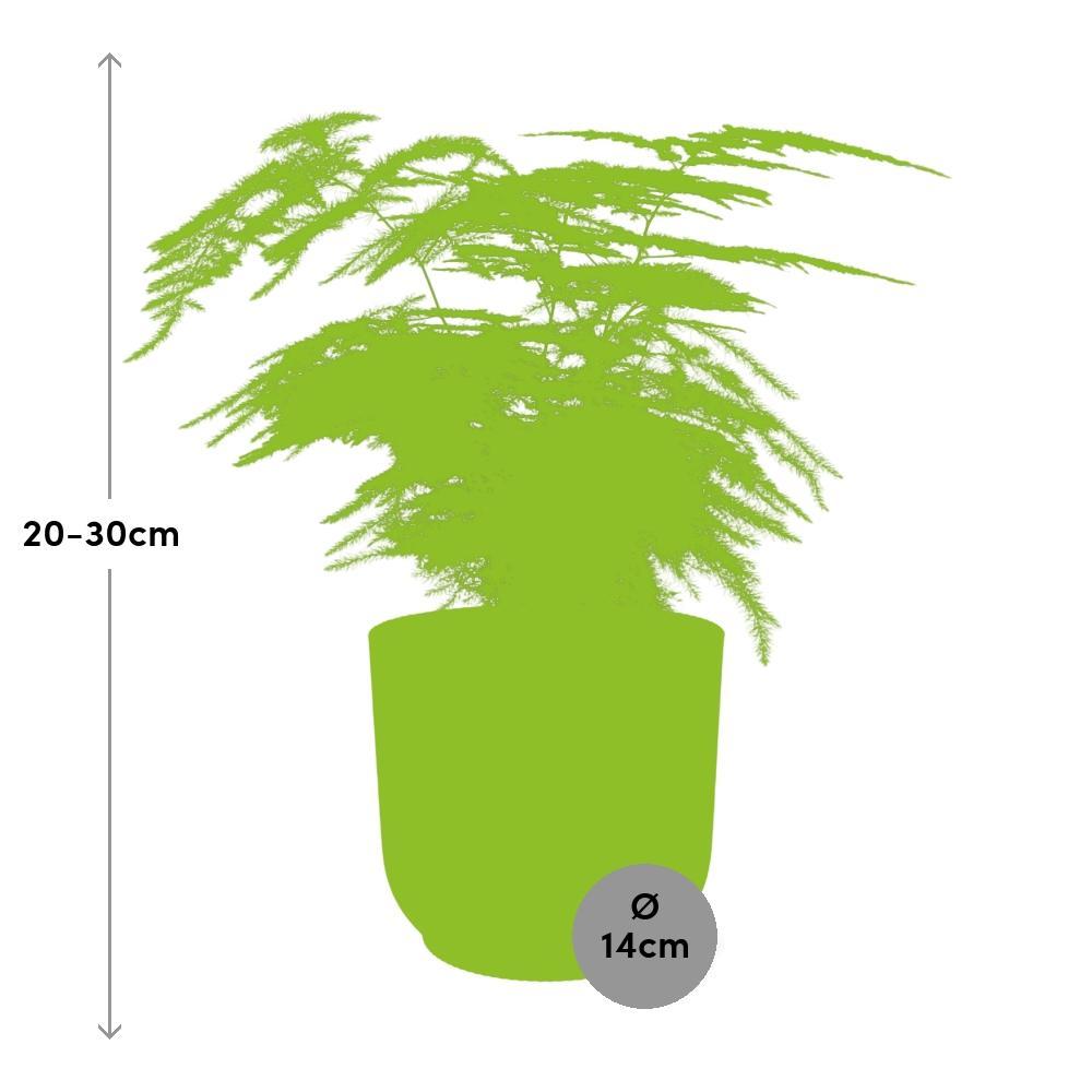 Asparagus Setaceus 'Plumosus' in ELHO Vibes Fold 14cm gelb