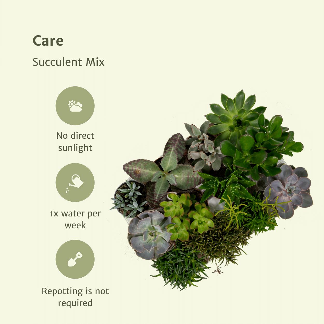 Everspring - Succulenten Mix - 18 stuks - 10 cm - Ø8,5