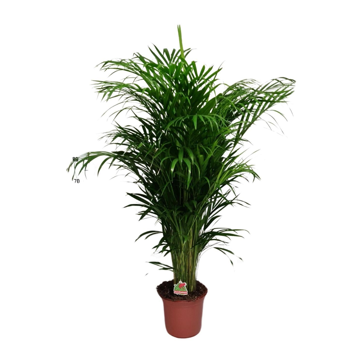 Dypsis Lutescens - Ø24cm - ↕125cm