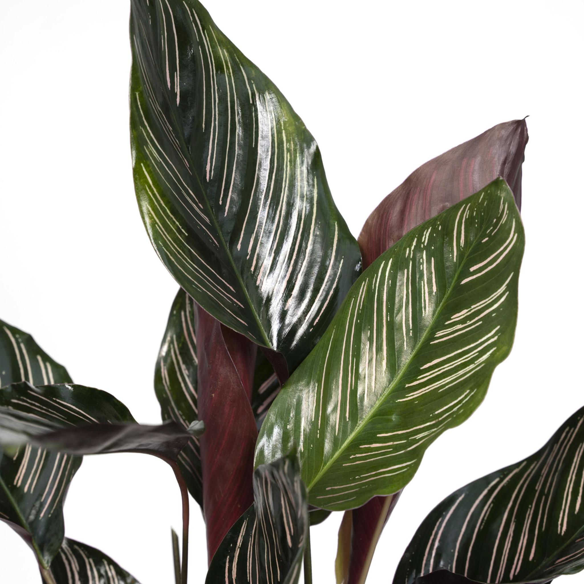 Calathea Ornata - Ø14 -?50cm