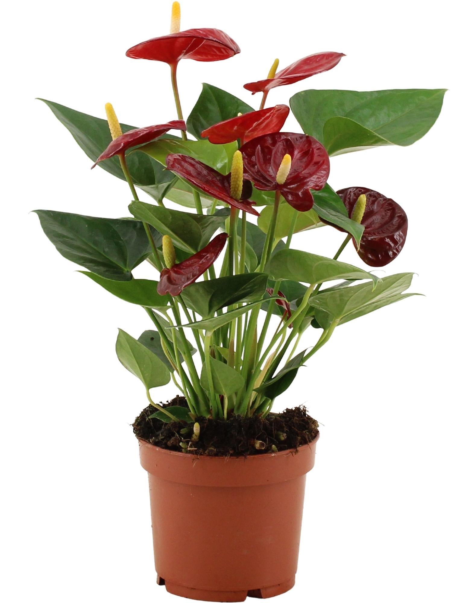 Anthurium Calon In Transparante Hoes - Ø12cm - ↕36cm